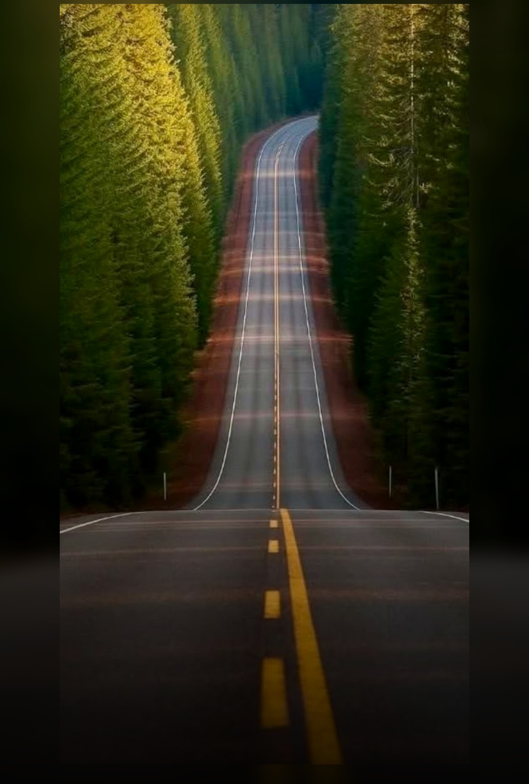 Forest For The Trees poster
